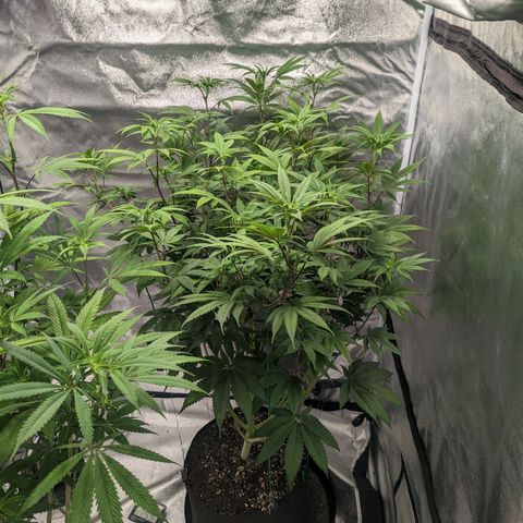 Lemon Cherry Gelato x Black Velvet #1 growlog photo: 10ml per gal, very low dose during transition.