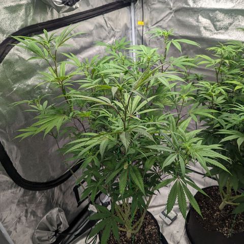 Lemon Cherry Gelato x Black Velvet #1 growlog photo: 10ml per gal, very low dose during transition.