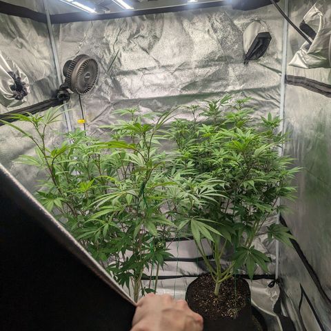 Lemon Cherry Gelato x Black Velvet #1 growlog photo: 10ml per gal, very low dose during transition.
