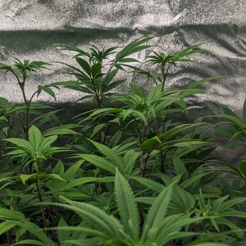 Lemon Cherry Gelato x Black Velvet #1 growlog photo: 10ml per gal, very low dose during transition.