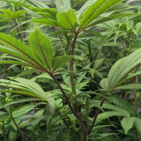 Lemon Cherry Gelato x Black Velvet #1 growlog photo: 10ml per gal, very low dose during transition.