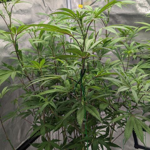 Lemon Cherry Gelato x Black Velvet #1 growlog photo: 10ml per gal, very low dose during transition.