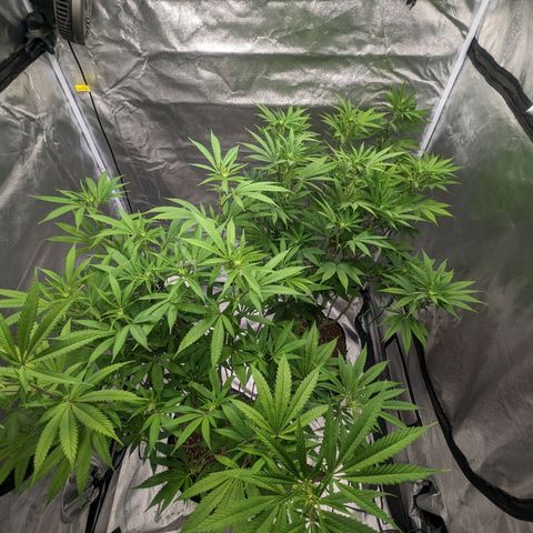 Lemon Cherry Gelato x Black Velvet #1 growlog photo: Defoliation 
