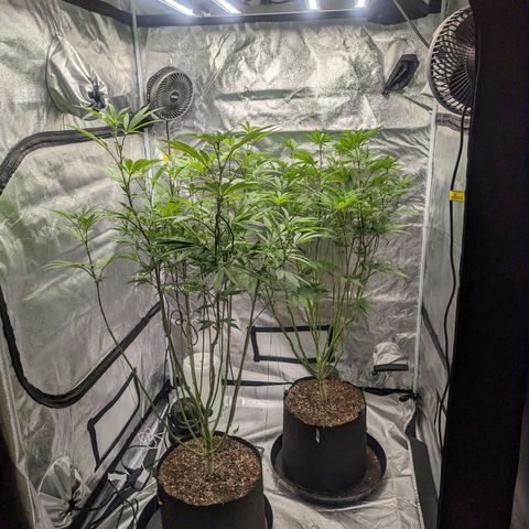 Lemon Cherry Gelato x Black Velvet #1 growlog photo: Defoliation 