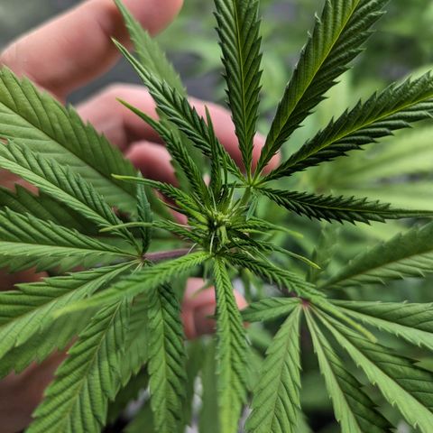 Lemon Cherry Gelato x Black Velvet #1 growlog photo: Defoliation 