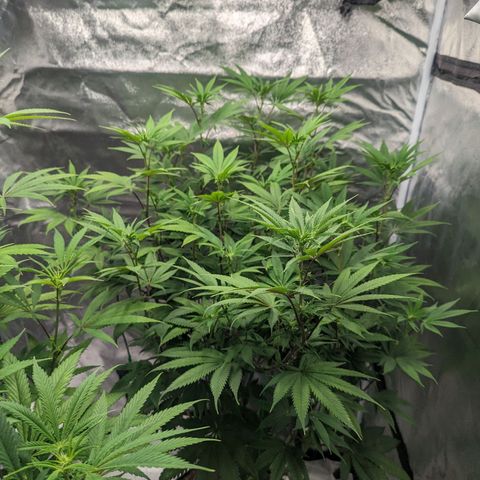 Lemon Cherry Gelato x Black Velvet #1 growlog photo: Defoliation 