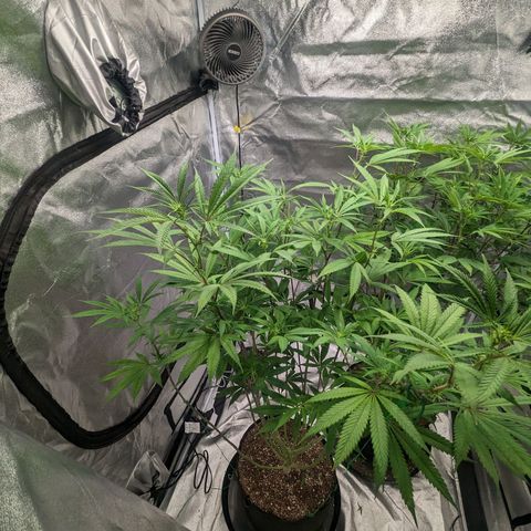 Lemon Cherry Gelato x Black Velvet #1 growlog photo: Defoliation 