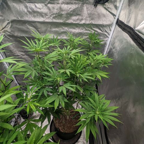 Lemon Cherry Gelato x Black Velvet #1 growlog photo: Defoliation 