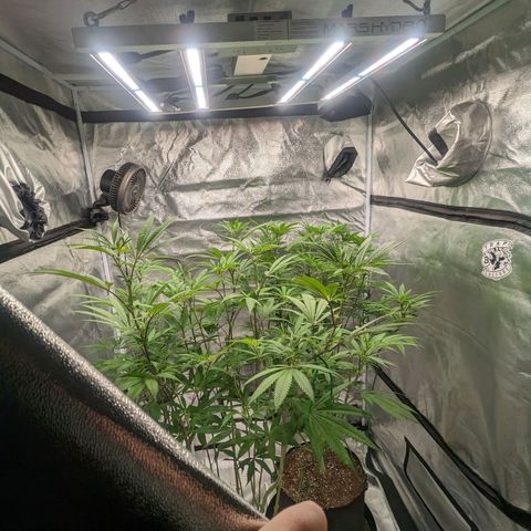 Lemon Cherry Gelato x Black Velvet #1 growlog photo: Defoliation 