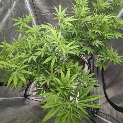 Lemon Cherry Gelato x Black Velvet #1 growlog photo: Defoliation 