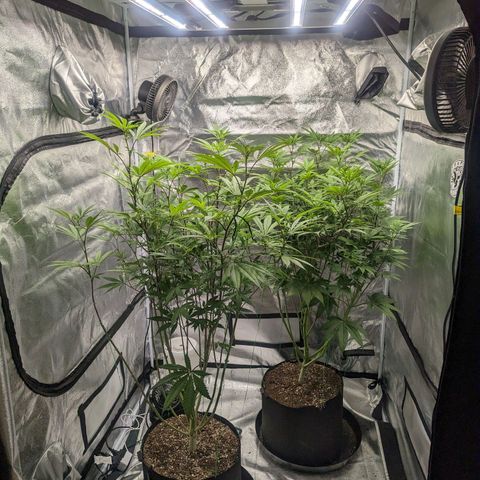 Lemon Cherry Gelato x Black Velvet #1 growlog photo: Defoliation 