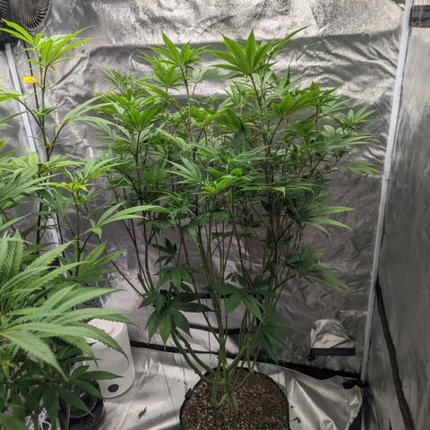 Lemon Cherry Gelato x Black Velvet #1 growlog photo: Defoliation 