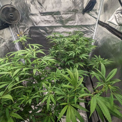 Lemon Cherry Gelato x Black Velvet #1 growlog photo: Watered 
