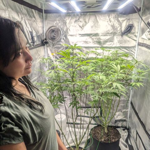 Lemon Cherry Gelato x Black Velvet #1 growlog photo: Watered 