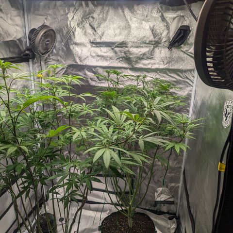 Lemon Cherry Gelato x Black Velvet #1 growlog photo: Watered 