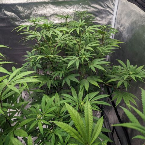 Lemon Cherry Gelato x Black Velvet #1 growlog photo: Watered 