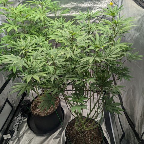Lemon Cherry Gelato x Black Velvet #1 growlog timeline photo
