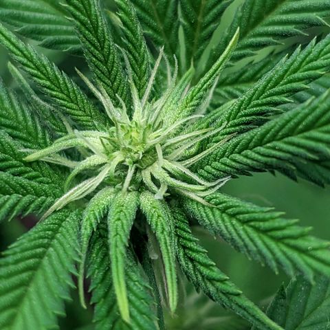 Lemon Cherry Gelato x Black Velvet #1 growlog timeline photo