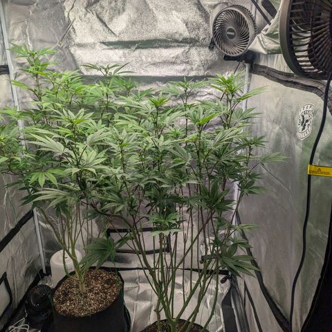 Lemon Cherry Gelato x Black Velvet #1 growlog timeline photo