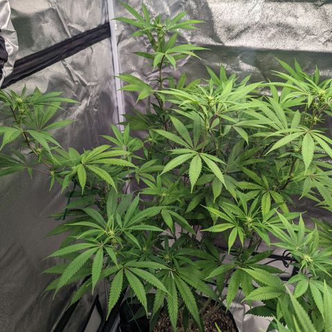 Lemon Cherry Gelato x Black Velvet #1 growlog timeline photo
