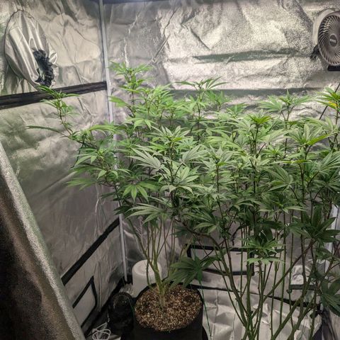 Lemon Cherry Gelato x Black Velvet #1 growlog timeline photo