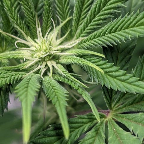Lemon Cherry Gelato x Black Velvet #1 growlog timeline photo