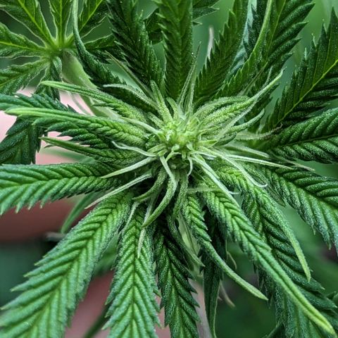 Lemon Cherry Gelato x Black Velvet #1 growlog timeline photo