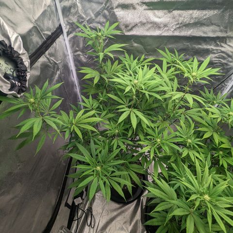 Lemon Cherry Gelato x Black Velvet #1 growlog timeline photo
