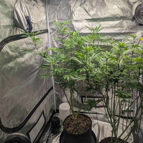 Lemon Cherry Gelato x Black Velvet #1 growlog timeline photo