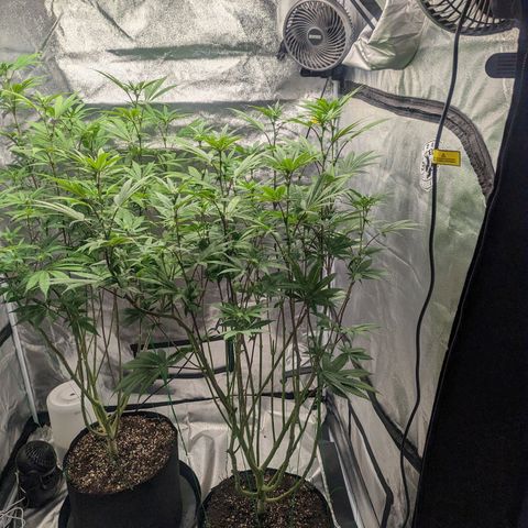 Lemon Cherry Gelato x Black Velvet #1 growlog timeline photo