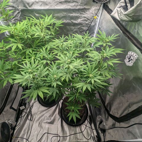 Lemon Cherry Gelato x Black Velvet #1 growlog timeline photo