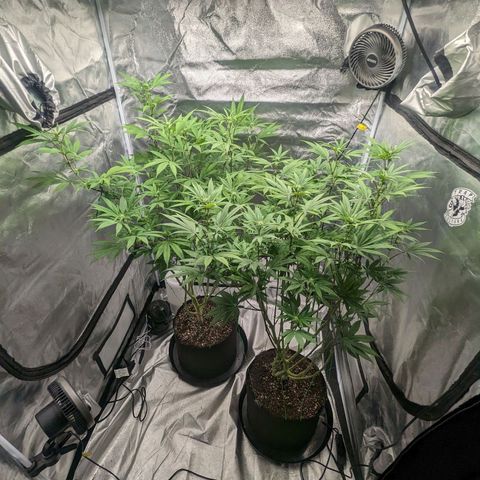 Lemon Cherry Gelato x Black Velvet #1 growlog timeline photo