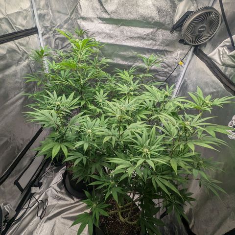 Lemon Cherry Gelato x Black Velvet #1 growlog photo: Hydroplex, cal mag, white shark, tea, bloom nutrients 