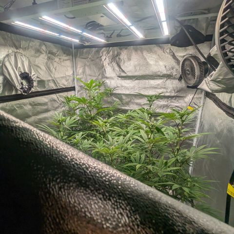 Lemon Cherry Gelato x Black Velvet #1 growlog photo: Hydroplex, cal mag, white shark, tea, bloom nutrients 