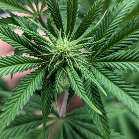 Lemon Cherry Gelato x Black Velvet #1 growlog photo: Hydroplex, cal mag, white shark, tea, bloom nutrients 