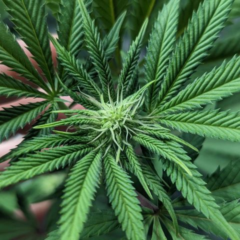 Lemon Cherry Gelato x Black Velvet #1 growlog photo: Hydroplex, cal mag, white shark, tea, bloom nutrients 