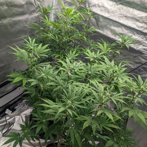 Lemon Cherry Gelato x Black Velvet #1 growlog photo: Hydroplex, cal mag, white shark, tea, bloom nutrients 