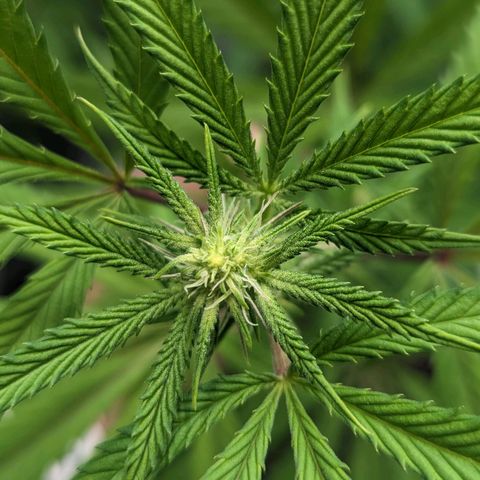 Lemon Cherry Gelato x Black Velvet #1 growlog photo: Hydroplex, cal mag, white shark, tea, bloom nutrients 
