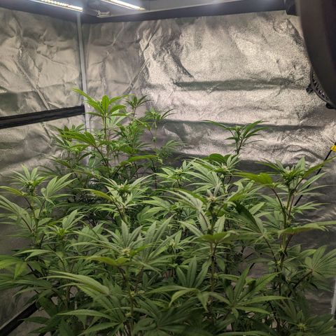 Lemon Cherry Gelato x Black Velvet #1 growlog photo: Hydroplex, cal mag, white shark, tea, bloom nutrients 