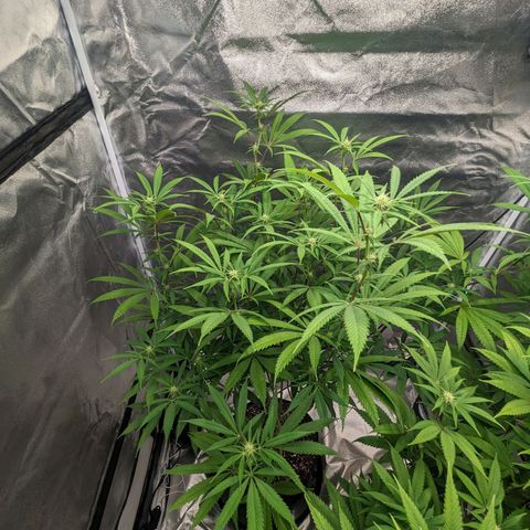 Lemon Cherry Gelato x Black Velvet #1 growlog photo: Hydroplex, cal mag, white shark, tea, bloom nutrients 