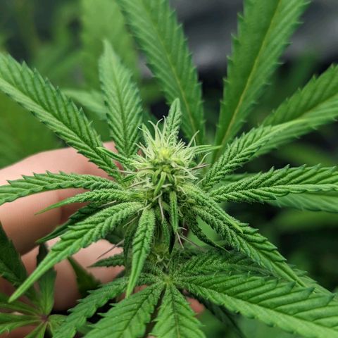 Lemon Cherry Gelato x Black Velvet #1 growlog timeline photo