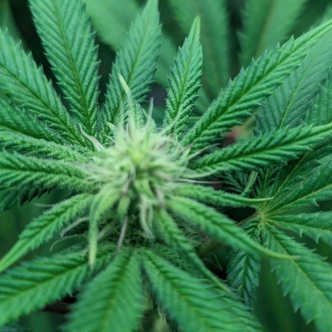 Lemon Cherry Gelato x Black Velvet #1 growlog timeline photo