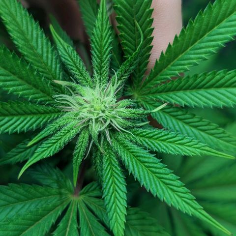 Lemon Cherry Gelato x Black Velvet #1 growlog timeline photo