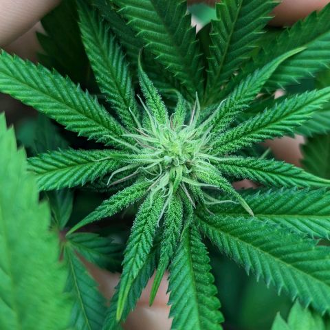 Lemon Cherry Gelato x Black Velvet #1 growlog timeline photo
