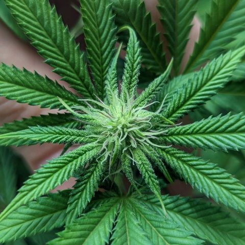 Lemon Cherry Gelato x Black Velvet #1 growlog timeline photo