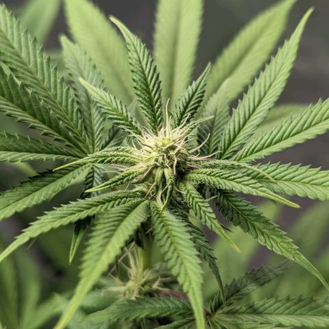 Lemon Cherry Gelato x Black Velvet #1 growlog timeline photo