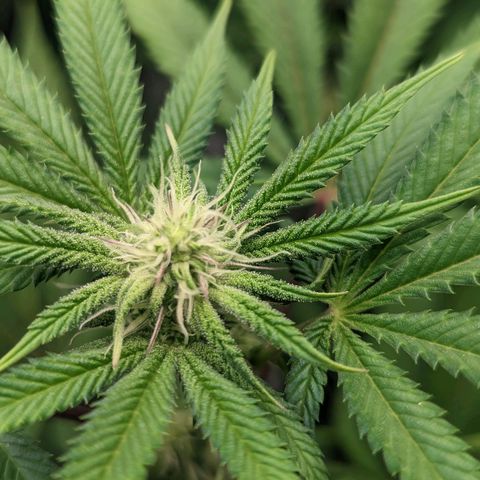 Lemon Cherry Gelato x Black Velvet #1 growlog timeline photo