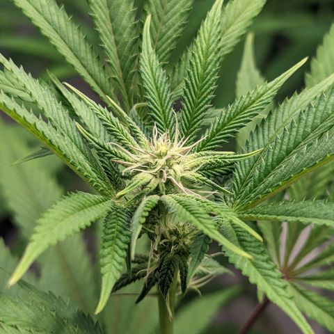 Lemon Cherry Gelato x Black Velvet #1 growlog timeline photo