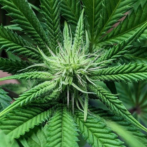Lemon Cherry Gelato x Black Velvet #1 growlog timeline photo