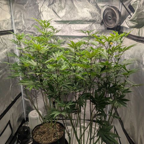 Lemon Cherry Gelato x Black Velvet #1 growlog timeline photo